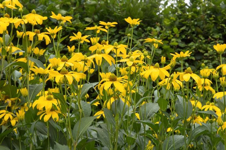 Rudbeckia Laciniata, Green-headed Coneflower, Greenhead Coneflower, Cutleaf Coneflower, Wild Goldenglow, Sochan, Cut-Leaved Coneflower, thimbleweed, Rudbeckia fulgida 'Lacinata'