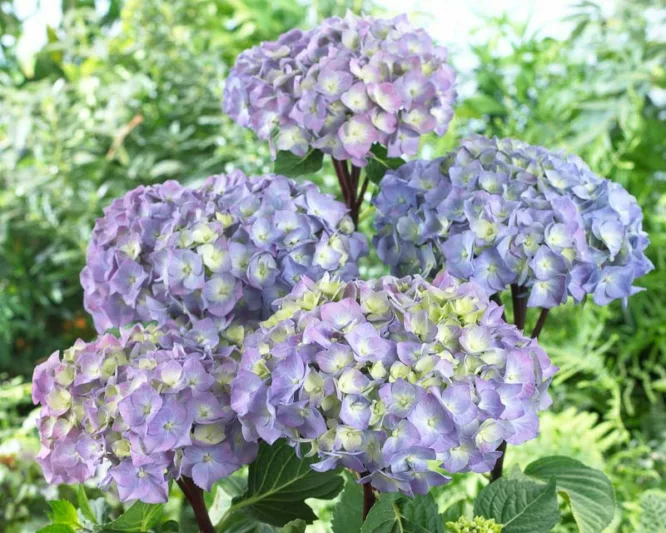 Hydrangea Macrophylla Onyx™ Peacock, Onyx™ Peacock Hydrangea, Bigleaf Hydrangea Onyx™ Peacock, Mophead Hydrangea Onyx™ Peacock, Pink hydrangea, Blue hydrangea,Purple hydrangea