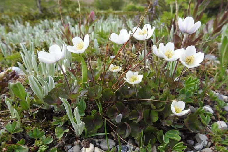 Anemone parviflora, Smallflowered Anemone, Small-Flowered Anemone, Northern White Anemone, Arctic Wind-Flower, Northern Anemone, White Flowers