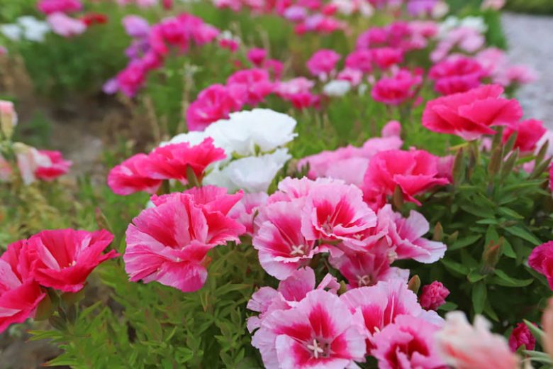 Clarkia amoena, Satin Flower, Farewell to Spring, Godetia, Clarkia grandiflora, Godetia grandiflora, Purple Flowers, Pink Flowers