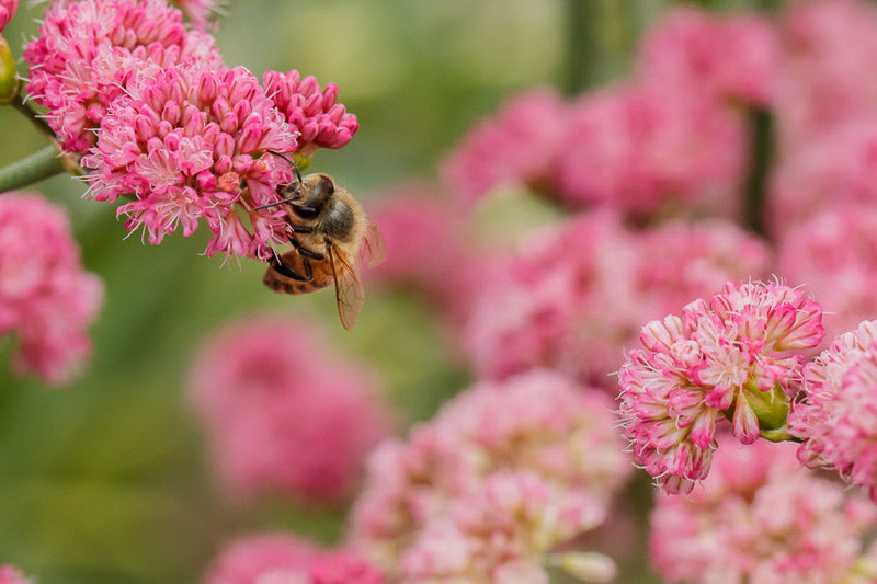 Eriogonum, Buckwheat, Eriogonum umbellatum, Eriogonum fasciculatum, California buckwheat, Eriogonum giganteum, St. Catherine’s Lace, Eriogonum grande var. rubescens, Eriogonum crocatum
