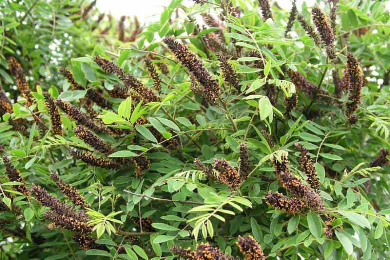 Amorpha fruticosa, Indigo Bush, False Indigo Bush, False Indigo, Desert False Indigo, Purple flowers, Drought tolerant shrub