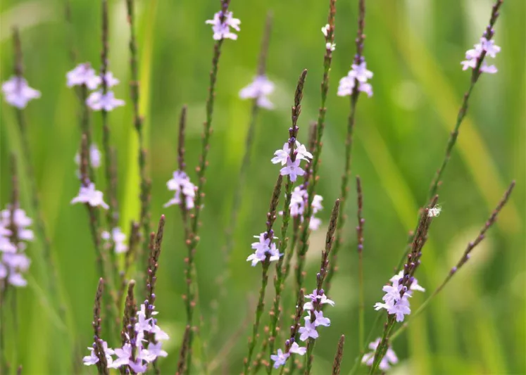 Verbena halei, Texas Vervain, Slender Verbena, Texas Verbena, Slender Vervain, Verbena officinalis subsp. halei, Purple summer flowers, Drought Tolerant plant