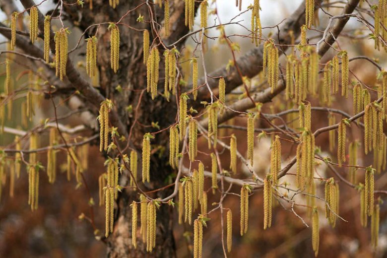 Ostrya virginiana, Eastern Hop-hornbeam, American Hop-hornbeam, Woolly Hop-hornbean, Eastern Ironwood, Roughbark Ironwood, Ironwood, Deerwood, Leverwood, Fall color,