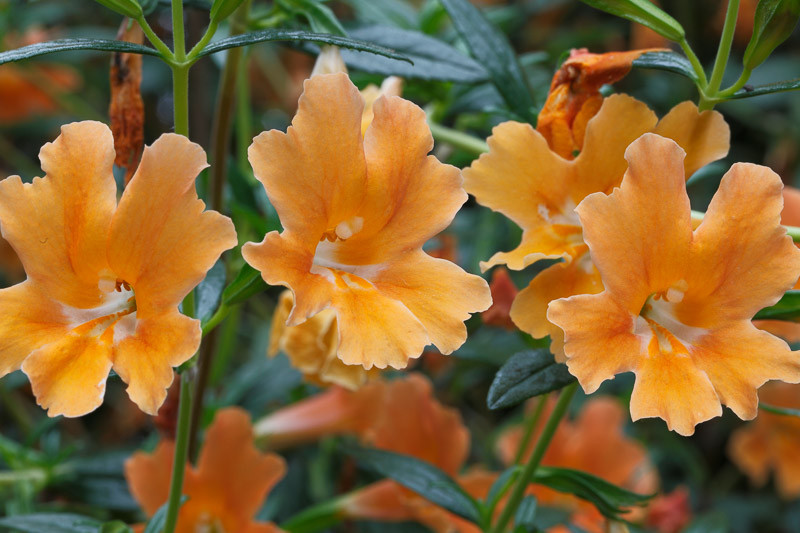 Mimulus, Monkey Flowers, Scarlet Monkey Flowers, Yellow Monkey Flowers, Purple Monkey Flowers, Primrose Monkey Flowers, White Monkey Flowers
