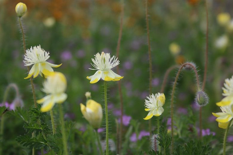 Platystemon californicus,Creamcups, California Creamcups, Yellow Flowers, Bicolor Flowers, Drought tolerant flowers, California Native Plants, California Native Wildflowers