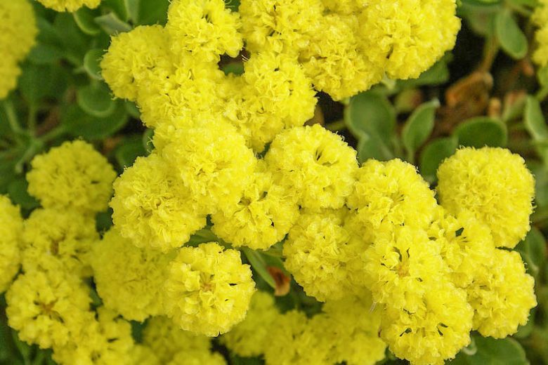 Eriogonum umbellatum,  Sulphur-Flower Buckwheat, Sulphur-Flower Wild Buckwheat, Sulphur Buckwheat, Sulphur Flower, Yellow Buckwheat