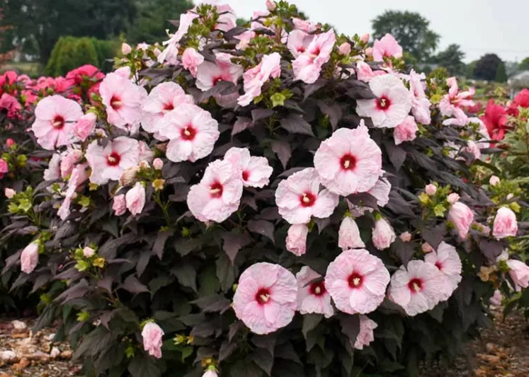 Hibiscus 'Dark Mystery', Rose Mallow 'Dark Mystery', Shrub Althea 'Dark Mystery', Flowering Shrub, Pink flowers, Pink Hibiscus