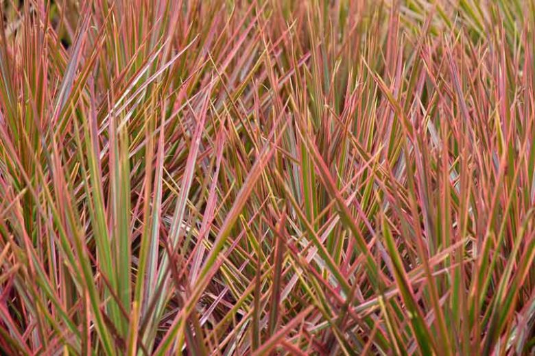 Dracaena marginata 'Tricolor', Madagascar Dragon Tree 'Tricolor', Dracaena cincta 'Tricolor', Dracaena 'Tricolour', Drought tolerant shrub, drought tolerant tree