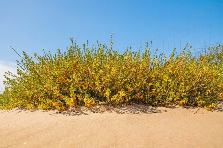 Acmispon glaber, Deerweed, Common Deerweed, Lotus scoparius, Yellow Flowers, Waterwise Perennial, California Native Plant, California Native Perennial