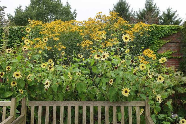 Coreopsis tripteris, Tall Tickseed, Tall Coreopsis, Drought tolerant plants, dry soil plants, heat tolerant plants, humidity tolerant plants, yellow flowers