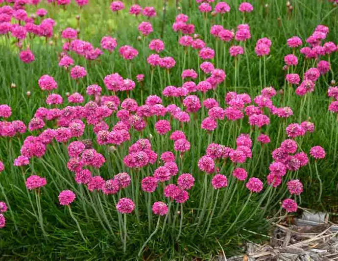Armeria Maritima 'Bloodstone', Sea Thrift 'Bloodstone', Thrift 'Bloodstone', Sea Pink 'Bloodstone', Cliff Rose 'Bloodstone', Cushion Pink 'Bloodstone', Pink Flowers