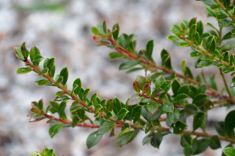 Vaccinium myrsinites, Shiny Blueberry, Evergreen Blueberry, Dwarf Blueberry, Florida Evergreen Blueberry, Ground Blueberry, Low Blueberry, Southern Evergreen Blueberry, Blueberries, Fruiting Shrubs, Evergreen Shrubs