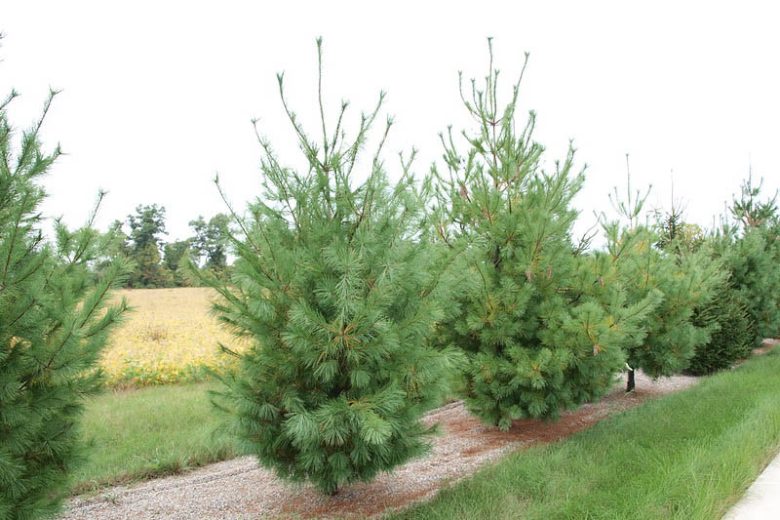 Pinus strobus, Eastern White Pine, Weymouth Pine, North American Pumpkin Pine, North American White Pine, White Pine, Evergreen Tree, Evergreen Shrub, Conifer