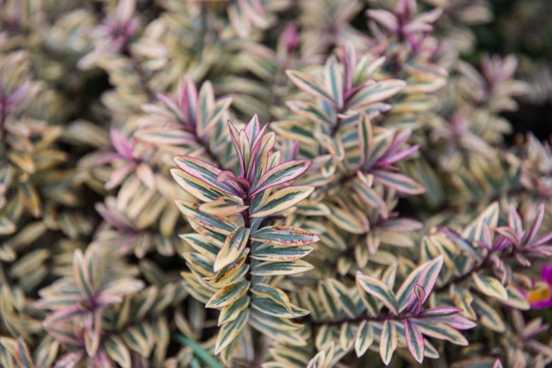 Hebe Purple Shamrock,Purple Shamrock Hebe, Hebe 'Neprock', Veronica Purple Shamrock, Pink Hebe, Evergreen Shrub, Small Shrub, Dwarf Shrub