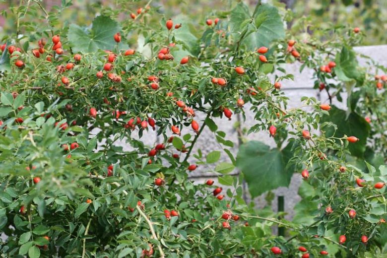 Rosa multiflora, Multiflora Rose, Many-Flowered Rose, Japanese Rose, Baby Rose, Bramble Rose, Wild Roses, Shrub Roses, Climbing Roses, Rosa polyantha, White Roses, Hardy Roses