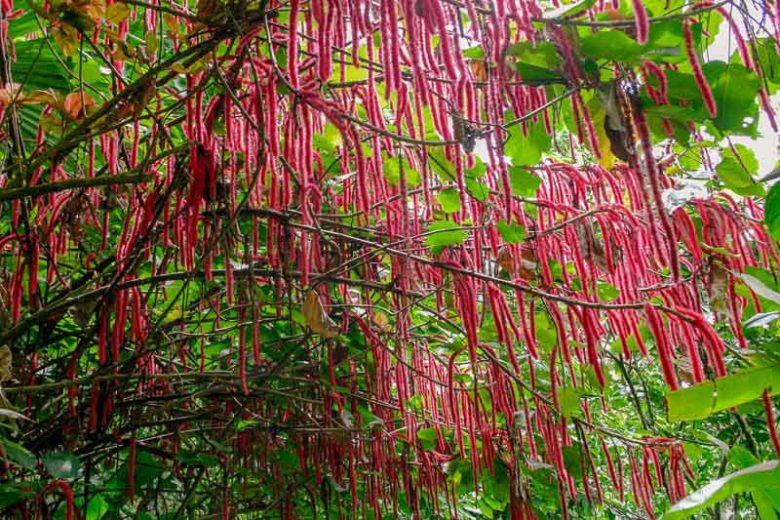 Acalypha hispida, Red-Hot Cat's Tail, Chenille Plant, Acalypha sanderi, Acalypha sanderiana, Red Flowers