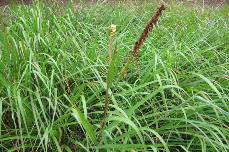 Tripsacum dactyloides, Eastern Gamagrass, Fakahatchee Grass, Eastern Gamma Grass, Eastern Mock Grama, Coix dactyloides, Perennial grass, Drought tolerant grass