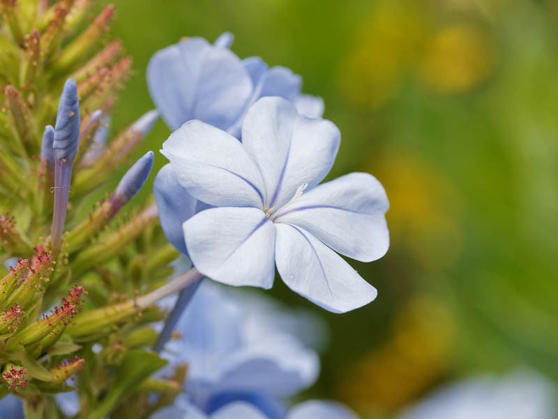 Dwarf Plumbago, Blue Ceratostigma, Hardy Blue-Flowered Leadwort, Chinese Plumbago, Hardy Plumbago, Ceratostigma plumbaginoides, Ceratostigma willmottianum
