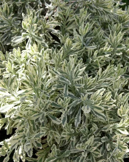 Lavandula x allardii 'Meerlo', Variegated Lavender, Variegated Allard's Lavender, Purple flowers, Drought tolerant plant, Summer blooms, Deer resistant plants, fragrant flowers