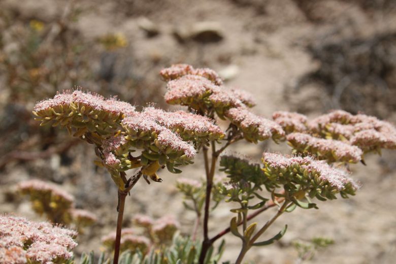 Eriogonum arborescens,  Santa Cruz Island Buckwheat, Santa Cruz Island Wild Buckwheat