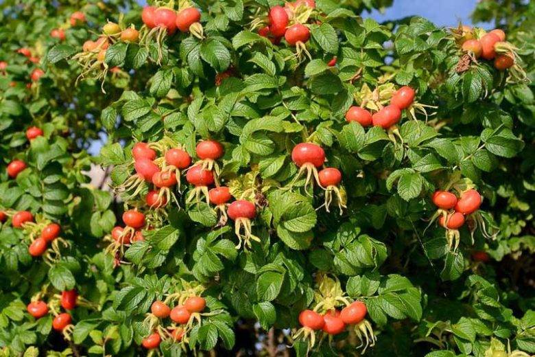 Rosa Rugosa, Rugosa Rose, Japanese Rose, Ramanas Rose, Wild Roses, Rugosa Hybrids, Shrub roses, pink roses, Hardy roses