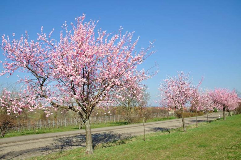 Prunus dulcis, Almond, Sweet Almond, Amygdalus communis, Amygdalus dulcis, Prunus amygdalus, Prunus communis, Deciduous Tree, Fall Color, Fruit Tree