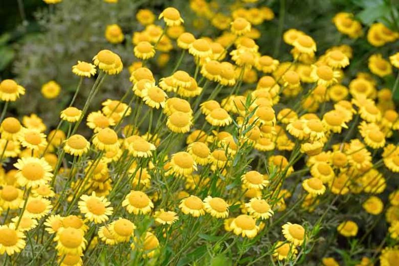 Anthemis tinctoria, Golden Marguerite, Golden Chamomile, Oxeye Chamomile, Dyer's Chamomile, Boston Daisy, Paris Daisy, Cota tinctoria