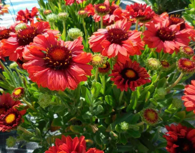 Gaillardia 'Celebration',Blanket Flower 'Celebration', Gaillardia x Grandiflora 'Celebration', Blanket Flowers, Red Flowers, Bicolor Flowers, Drought tolerant flowers, Salt tolerant flowers
