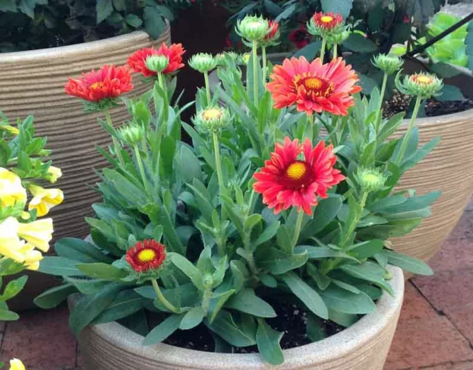 Gaillardia 'Celebration',Blanket Flower 'Celebration', Gaillardia x Grandiflora 'Celebration', Blanket Flowers, Red Flowers, Bicolor Flowers, Drought tolerant flowers, Salt tolerant flowers