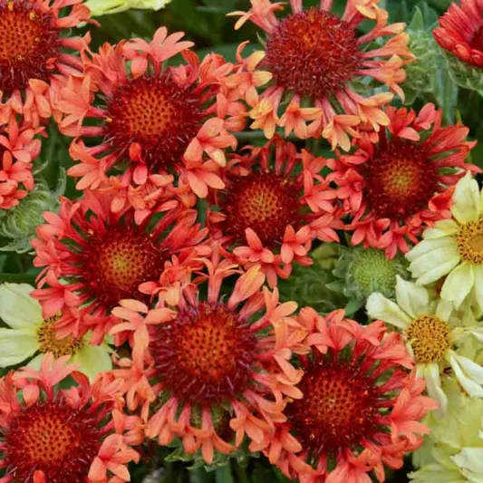 Gaillardia 'Fanfare Blaze',Blanket Flower 'Fanfare Blaze', Gaillardia x Grandiflora 'Fanfare Blaze', Blanket Flowers, Orange Flowers, Bicolor Flowers, Drought tolerant flowers, Salt tolerant flowers