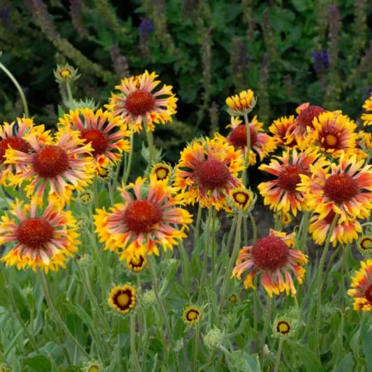 Gaillardia 'Fanfare',Blanket Flower 'Fanfare', Gaillardia x Grandiflora 'Fanfare', Blanket Flowers, Yellow Flowers, Bicolor Flowers, Drought tolerant flowers, Salt tolerant flowers
