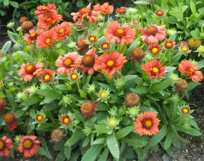Gaillardia 'Arizona Red Shades',Blanket Flower 'Arizona Red Shades', Gaillardia x Grandiflora 'Arizona Red Shades', Blanket Flowers, Red Flowers, Bicolor Flowers, Drought tolerant flowers, Salt tolerant flowers