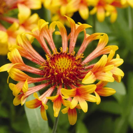 Gaillardia 'Fanfare',Blanket Flower 'Fanfare', Gaillardia x Grandiflora 'Fanfare', Blanket Flowers, Yellow Flowers, Bicolor Flowers, Drought tolerant flowers, Salt tolerant flowers