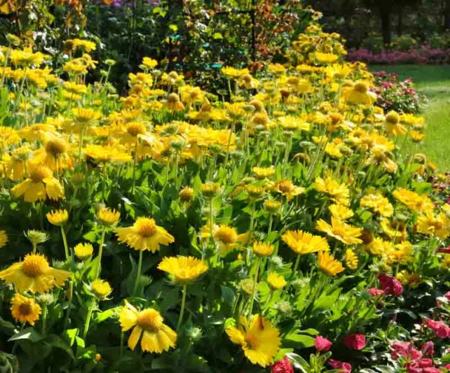 Gaillardia 'Mesa Yellow',Blanket Flower 'Mesa Yellow', Gaillardia x Grandiflora 'Mesa Yellow', Blanket Flowers, Yellow Flowers, Bicolor Flowers, Drought tolerant flowers, Salt tolerant flowers