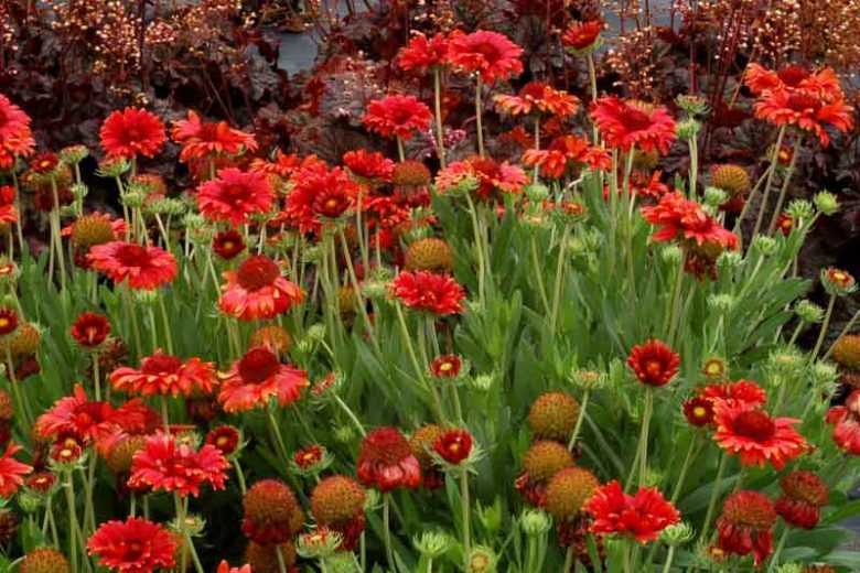 Gaillardia 'Red Sun',Blanket Flower 'Red Sun', Gaillardia x Grandiflora 'Red Sun', Blanket Flowers, Red Flowers, Bicolor Flowers, Drought tolerant flowers, Salt tolerant flowers