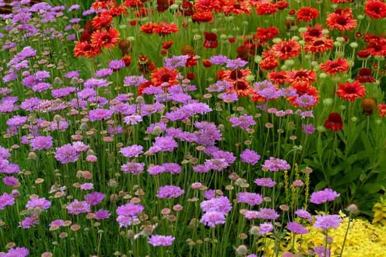 Gaillardia 'Red Sun',Blanket Flower 'Red Sun', Gaillardia x Grandiflora 'Red Sun', Blanket Flowers, Red Flowers, Bicolor Flowers, Drought tolerant flowers, Salt tolerant flowers