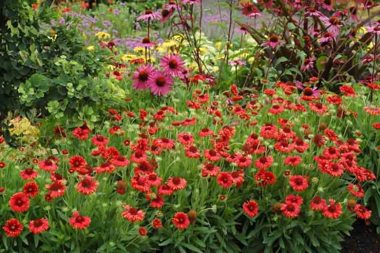 Gaillardia 'Red Sun',Blanket Flower 'Red Sun', Gaillardia x Grandiflora 'Red Sun', Blanket Flowers, Red Flowers, Bicolor Flowers, Drought tolerant flowers, Salt tolerant flowers