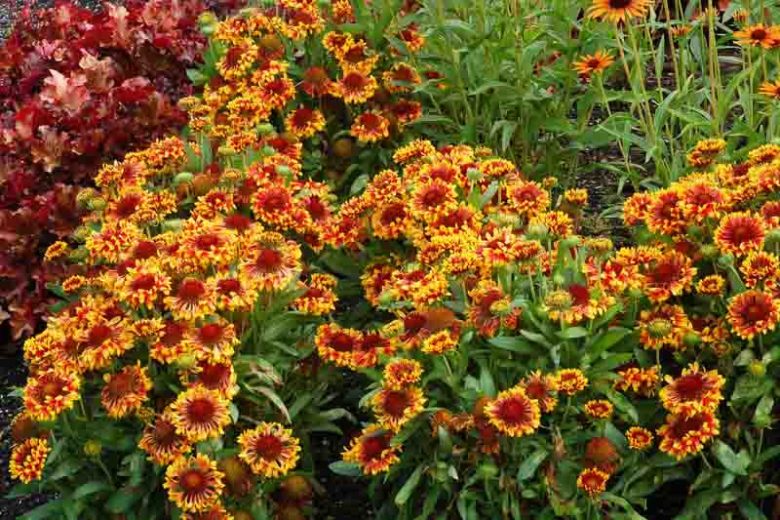 Gaillardia 'Fanfare',Blanket Flower 'Fanfare', Gaillardia x Grandiflora 'Fanfare', Blanket Flowers, Yellow Flowers, Bicolor Flowers, Drought tolerant flowers, Salt tolerant flowers