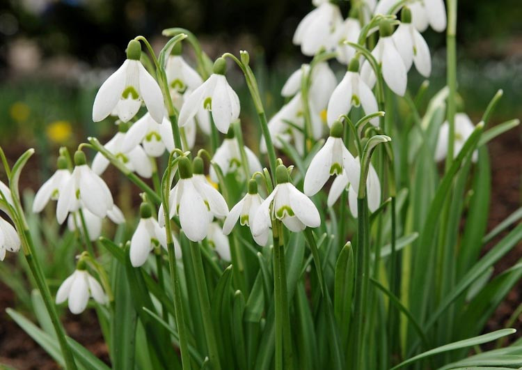Galanthus, Snowdrop, Galanthus nivalis, Galanthus elwesii,  early flowering bulb, winter bulb, white flowering bulb, White winter flowers