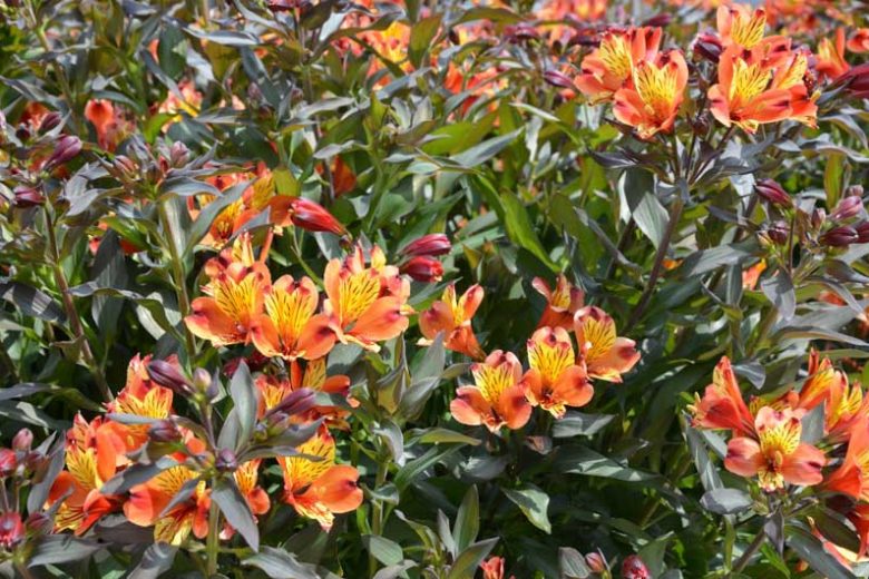 Alstroemeria 'Indian Summer', Peruvian Lily 'Indian Summer', Lily of the Inca 'Indian Summer', Parrot Lily 'Indian Summer', Orange Lily, Orange Peruvian Lily, Orange Alstroemeria, Lily flower, Lily Flower