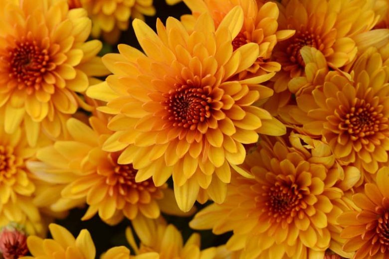 Chrysanthemum 'Fireglow Bronze', Garden Mum 'Fireglow Bronze', Florist's Mum 'Fireglow Bronze', Hardy Garden Mum Fireglow Bronze, Dendranthema Fireglow Bronze, Yellow Chrysanthemum, Fall Flowers