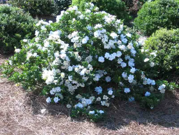 Gardenia jasminoides Crown Jewel, Cape Jasmine Crown Jewel, Crown Jewel Cape Jasmine, Cape Jessamine Crown Jewel, Hardy Gardenia, Fragrant flowers, evergreen shrub, White flowers, Fragrant flowers, evergreen shrub