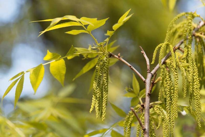 Pecan, Pecan Tree, Sweet Pecan, Pecan Hickory, Pecan Nut, Pecan Nuts, Nuts, Carya illinoinensis,