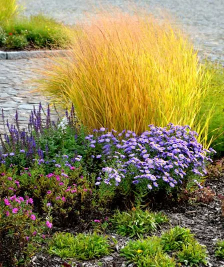 Panicum Virgatum, Switch Grass, Switchgrass, Wand Panic Grass