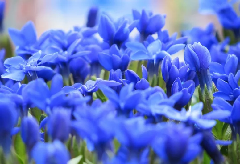 Gentiana verna, Spring Gentian, Lucy of Teesdale, Blue flowers, groundcover, Rock Garden Perennial, Trumpet Gentian