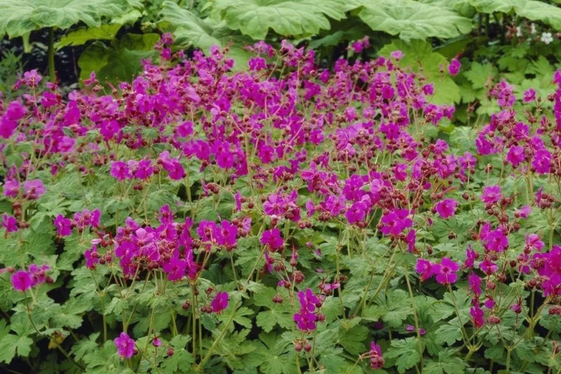 Geranium Macrorrhizum 'Bevan's Variety', Geranium 'Bevan's Variety', Cranesbill 'Bevan's Variety', Hardy Geranium 'Bevan's Variety', Rock Geranium 'Bevan's Variety', Best geraniums, Best groundcovers, purple geranium, pink geranium
