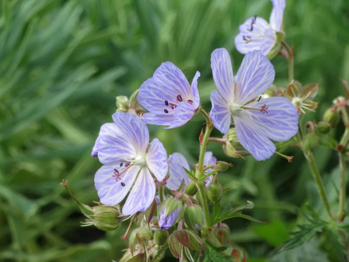 Geranium wallichianum Havana Blues, Cranesbill 'Havana Blues', Cranesbill 'Noorthava', Hardy Geraniums, Blue geraniums, Best groundcovers