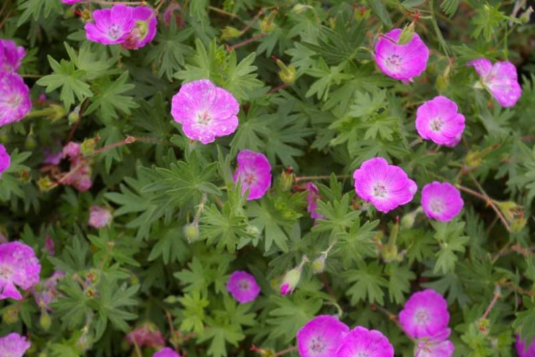 Geranium Sanguineum, Bloody Cranesbill, Bloody Geranium, Hardy Geranium, Purple Geranium, Purple Flowers