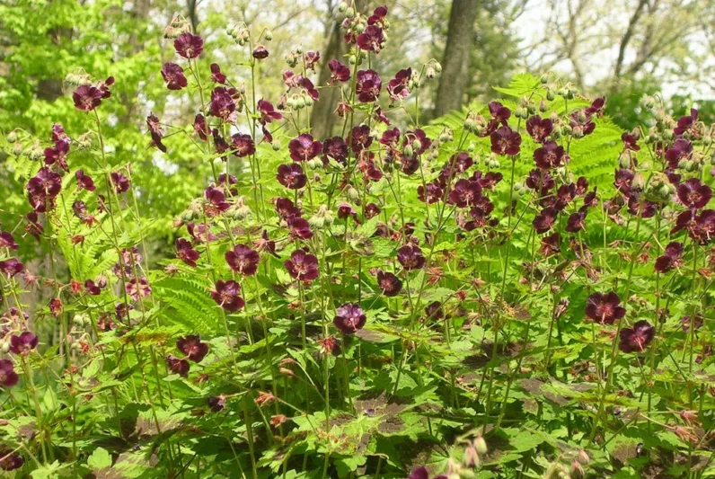 Geranium phaeum var. phaeum 'Samobor', Geranium 'Samobor' , Dusky Cranesbill 'Samobor', 'Samobor' Geranium, Hardy Geraniums, Purple Geranium, Best geraniums, Best groundcovers, Geranium for shade, Shade perennial
